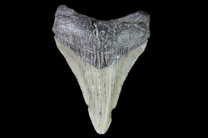 Juvenile Megalodon Tooth - Georgia #75333